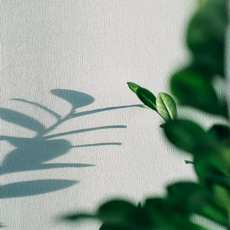 A green leafy plant casting soft shadows across a pale textured wall